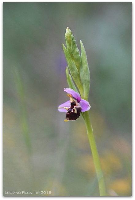 Orchidee dall''Istria