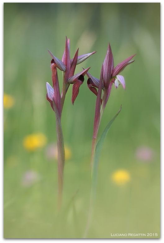 Ibrido Orchis pallens x mascula speciosa e varie