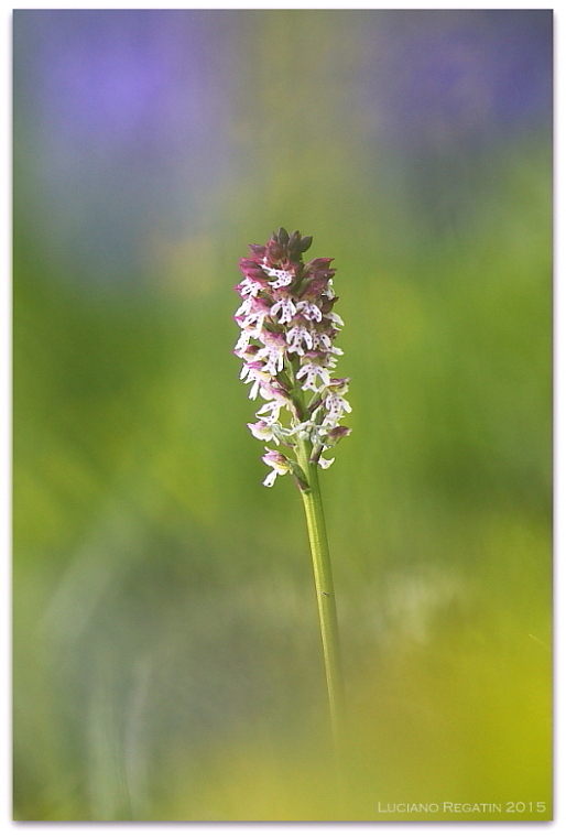 Ibrido Orchis pallens x mascula speciosa e varie