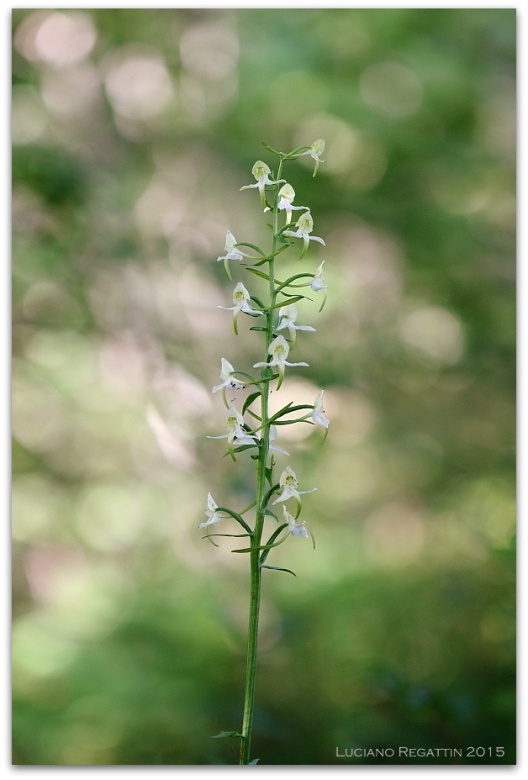 Ibrido Orchis pallens x mascula speciosa e varie