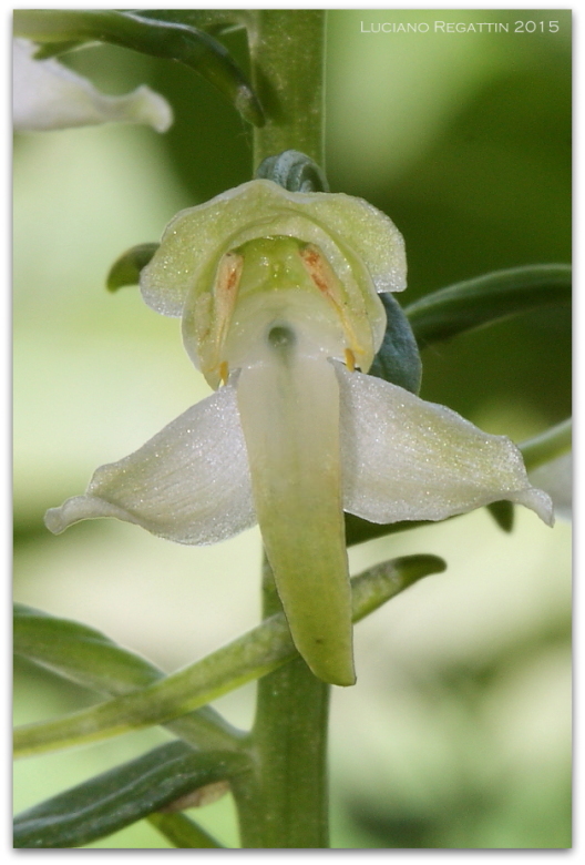 Ibrido Orchis pallens x mascula speciosa e varie