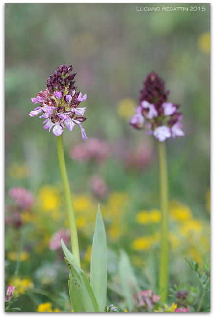 Orchidee dall''Istria