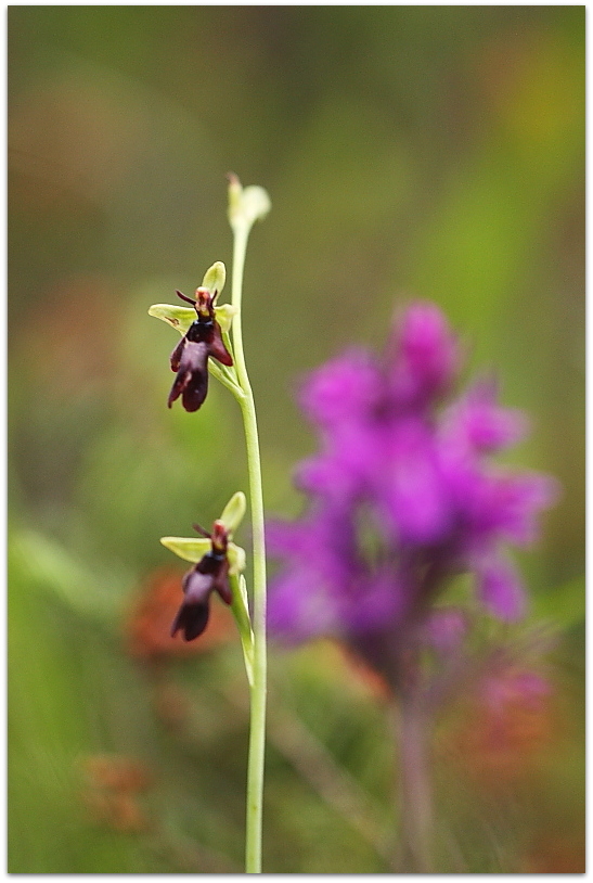 Orchidee dalla Carniche