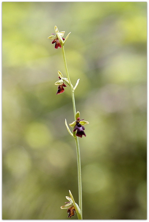 Qualche orchidea carnica