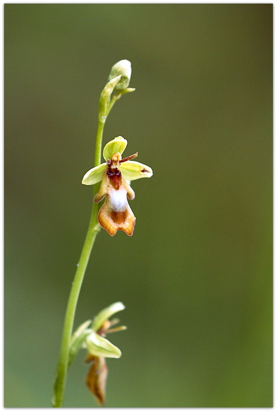 Orchidee dalla Carniche