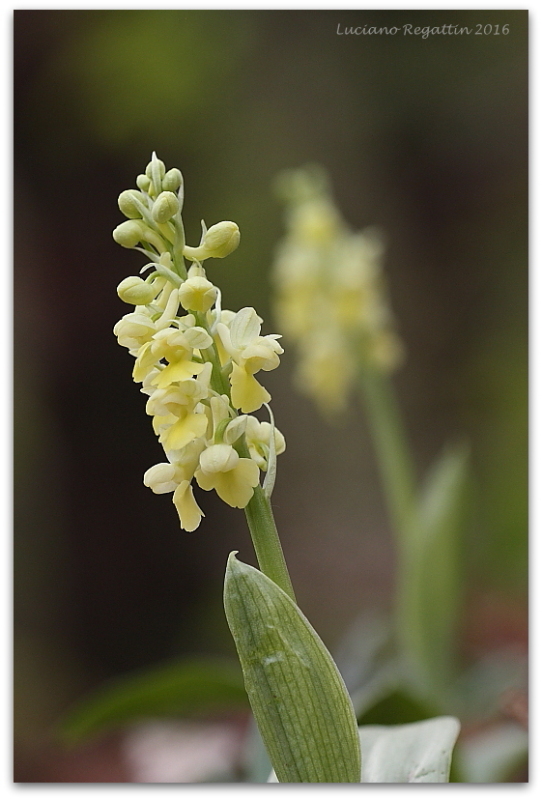 Orchis purpurea e pallens