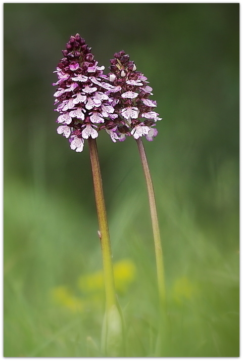 Orchis purpurea