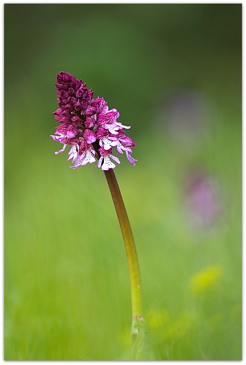 Orchis purpurea