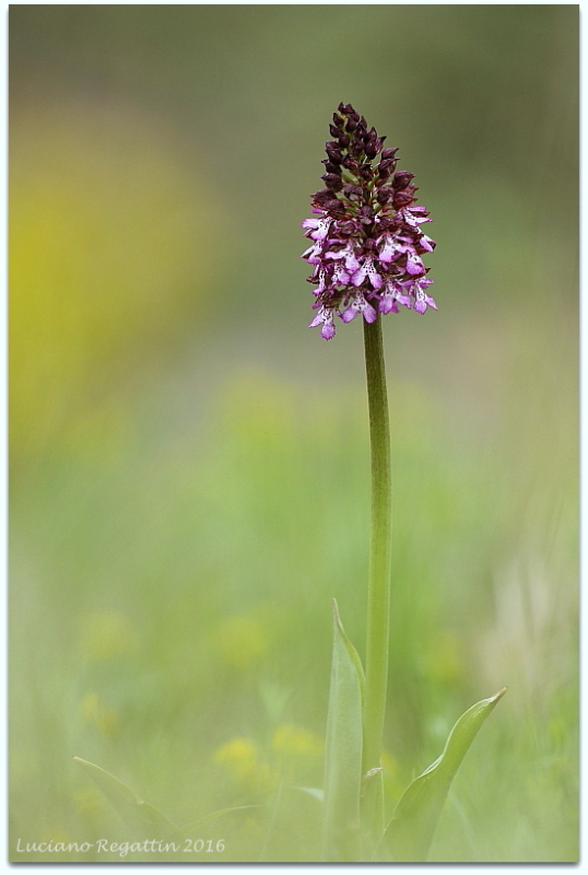 Orchis purpurea e pallens