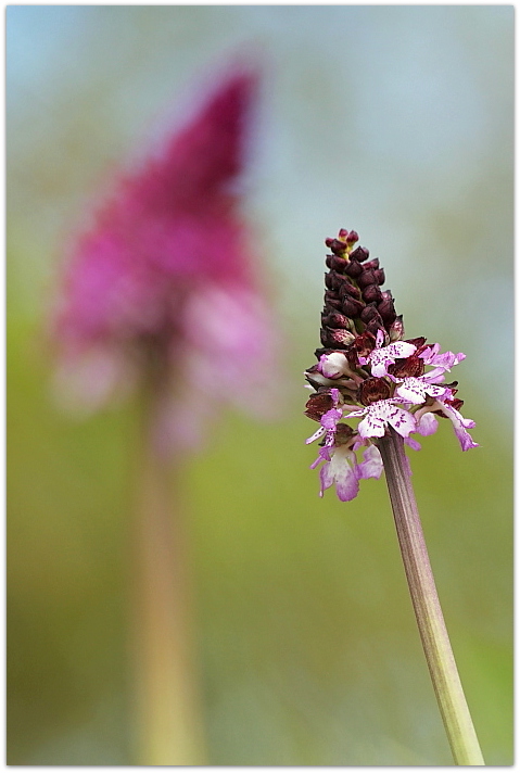 Orchis purpurea