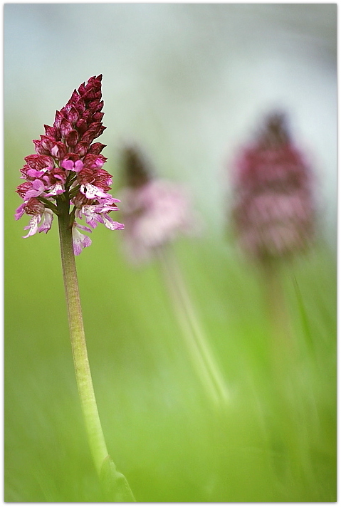 Orchis purpurea