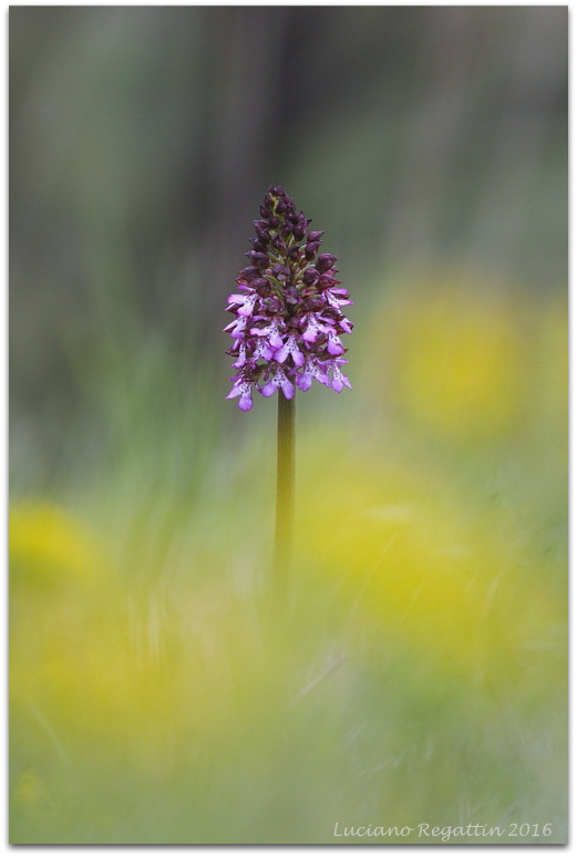 Orchis purpurea e pallens