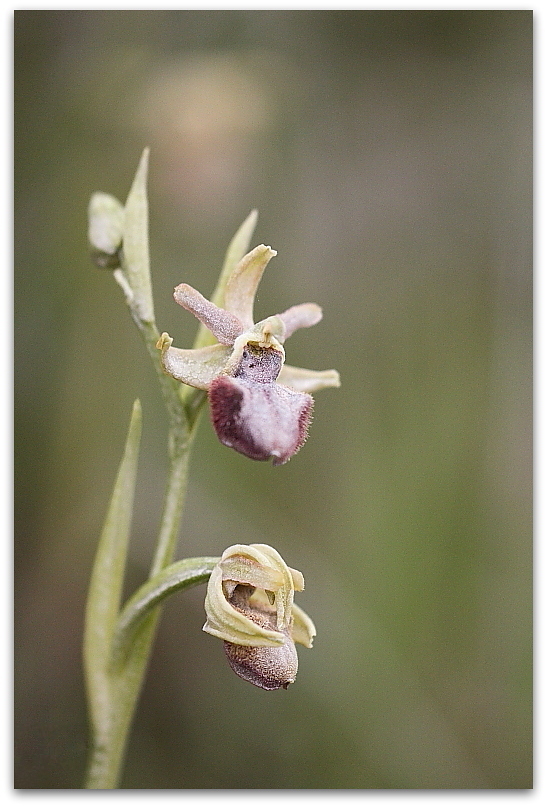 Anacamptis morio e Ophrys sphegodes