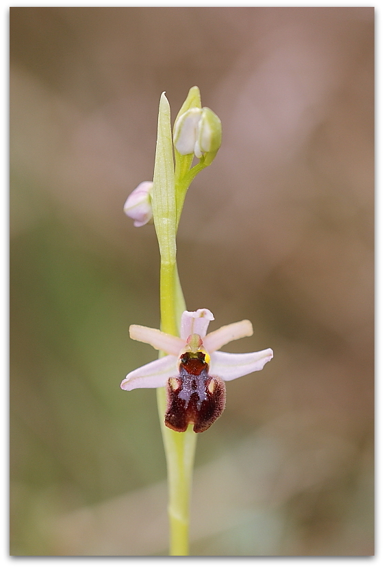 Anacamptis morio e Ophrys sphegodes