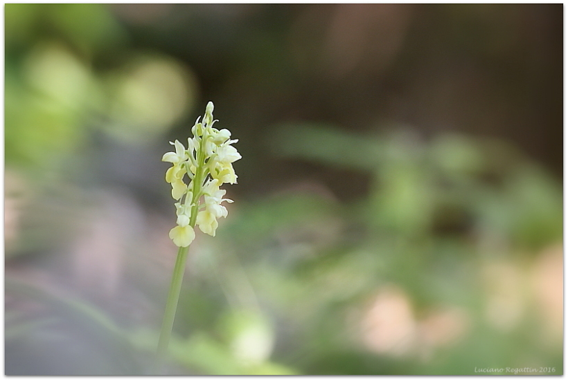 Orchis pallens e mascula