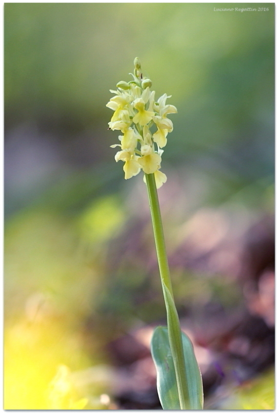 Orchis pallens e mascula