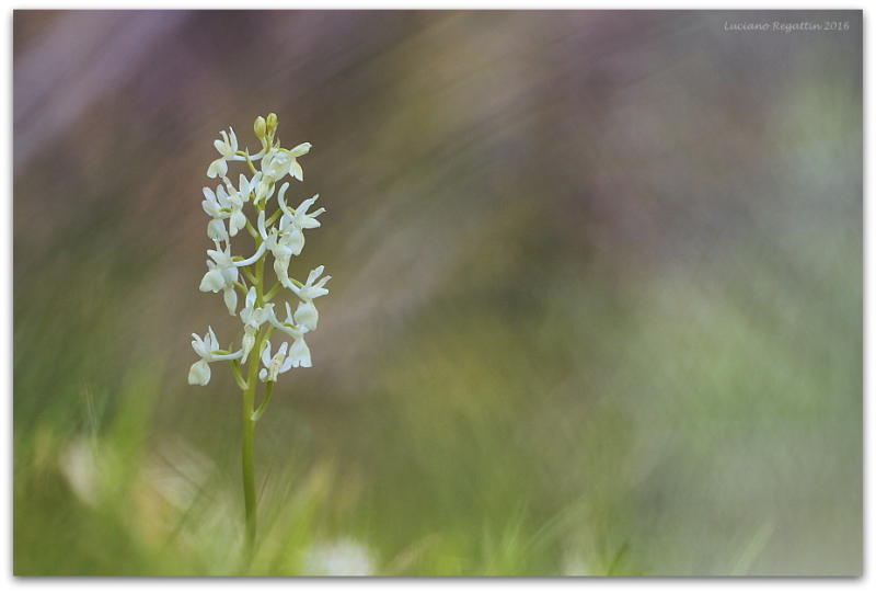 Orchis provincialis