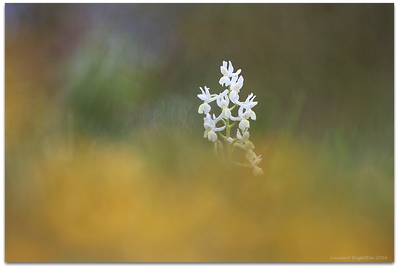 Orchis provincialis