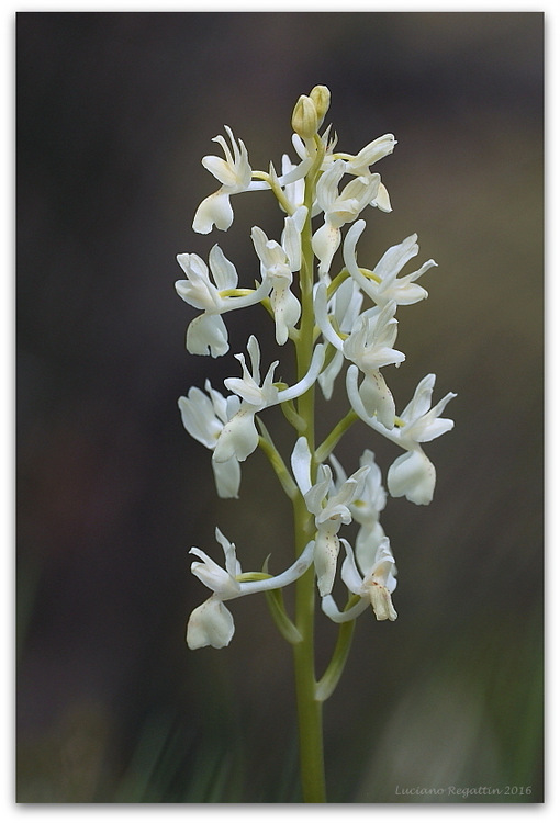 Orchis provincialis