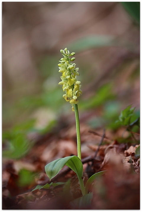 Orchis pallens