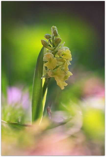 Orchis pallens