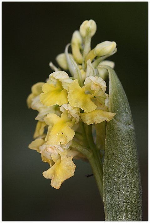 Orchis pallens