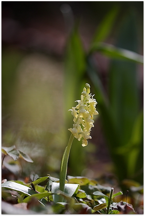 Orchis pallens