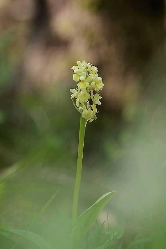 Orchis haussknechtii (ibrido mascula speciosa - pallens)