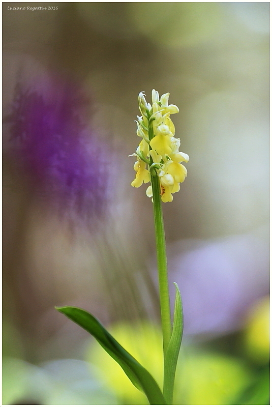 Orchis pallens