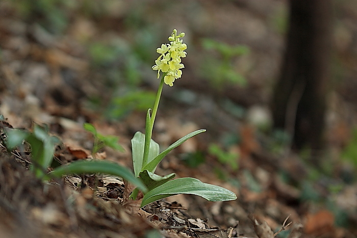 Orchis pallens