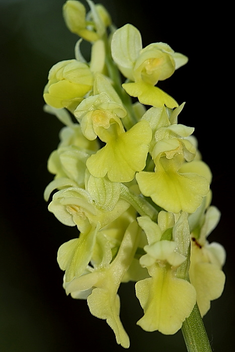 Orchis pallens