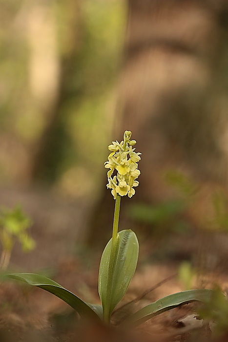 Orchis pallens