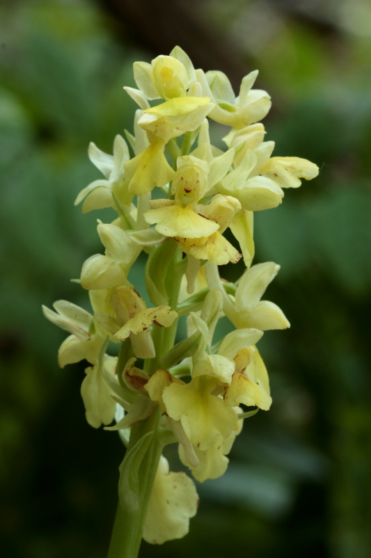 Orchis haussknechtii (ibrido mascula speciosa - pallens)