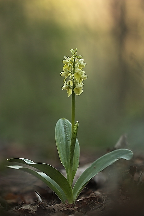 Orchis pallens