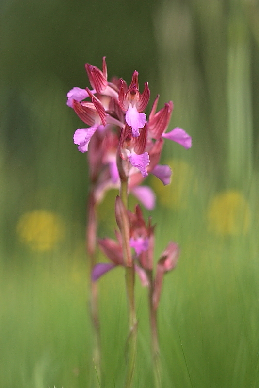 orchidee da Premantura e dintorni (Istria)