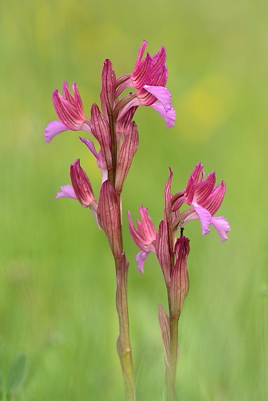 orchidee da Premantura e dintorni (Istria)