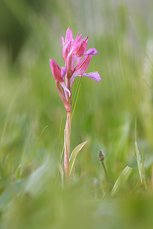 orchidee da Premantura e dintorni (Istria)