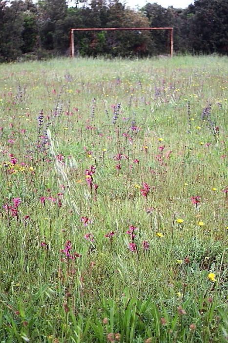 orchidee da Premantura e dintorni (Istria)