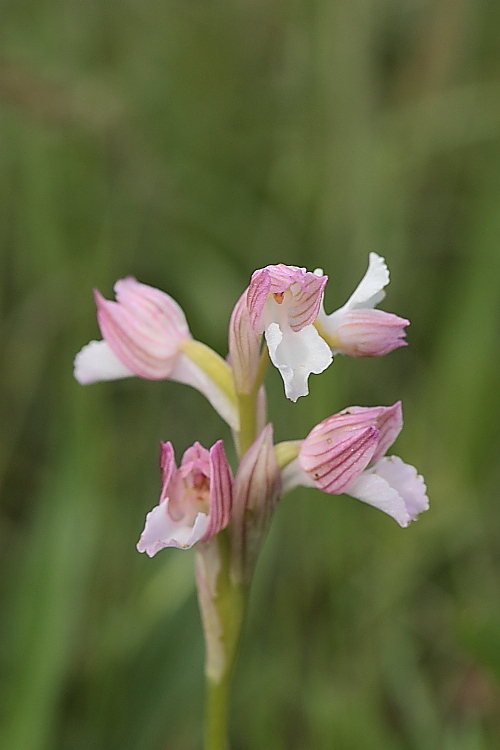 orchidee da Premantura e dintorni (Istria)