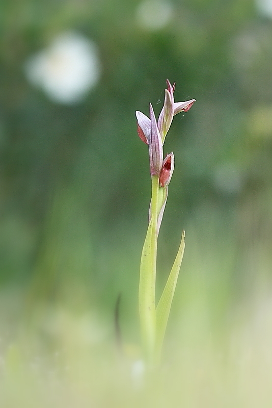 orchidee da Premantura e dintorni (Istria)