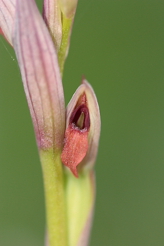 orchidee da Premantura e dintorni (Istria)