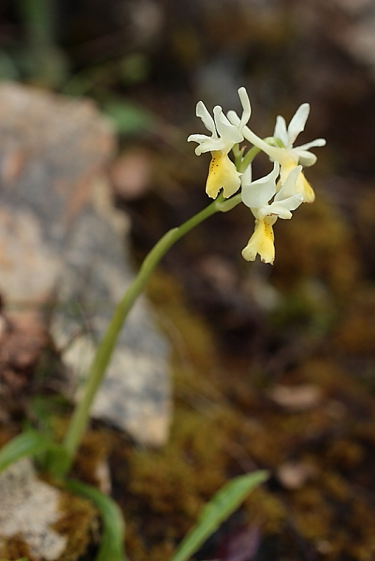 orchidee da Premantura e dintorni (Istria)