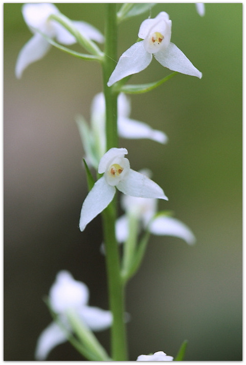 Qualche orchidea carnica