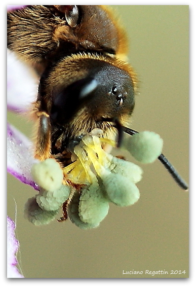 purpurea e impollinatore