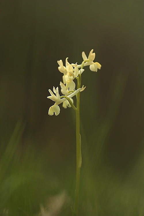 Orchis provincialis