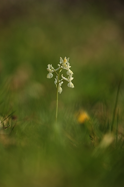 Orchis provincialis