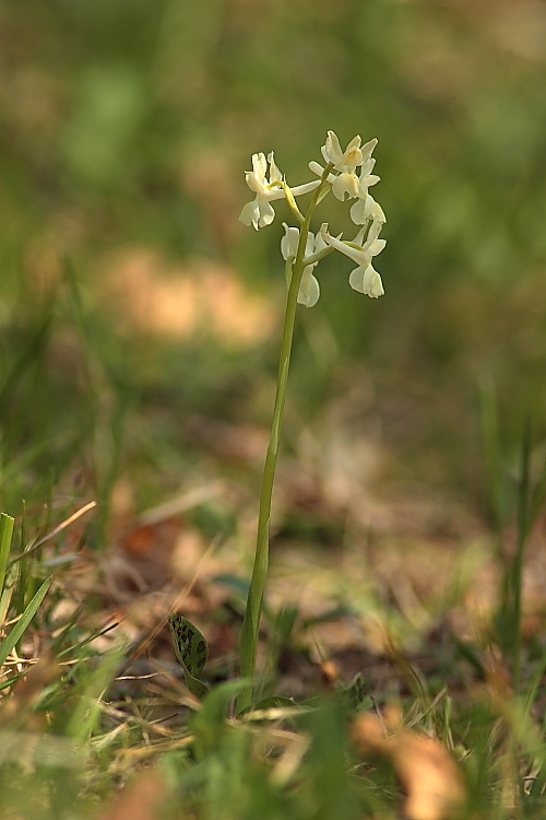 Orchis provincialis