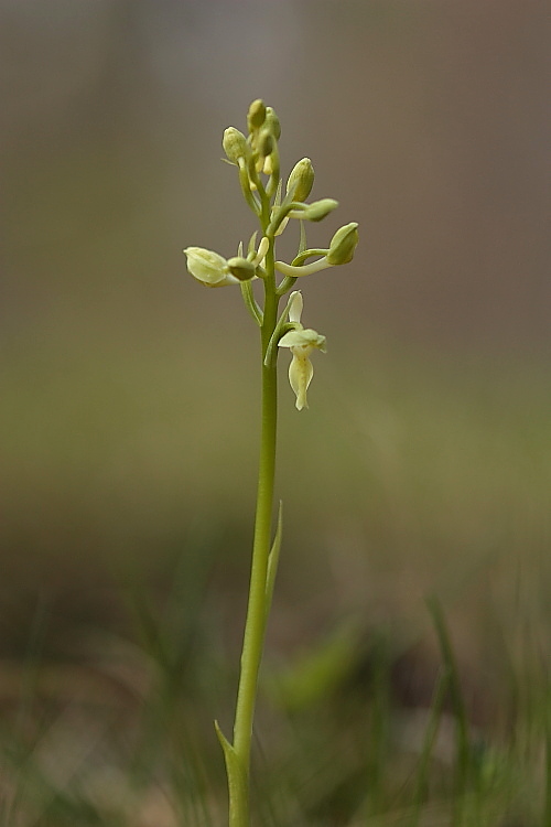 Orchis provincialis