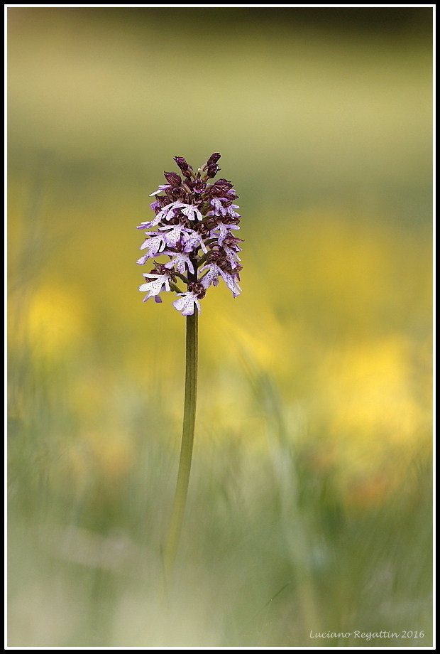 Orchis purpurea, simia e Neotinea tridentata