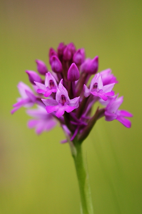 Anacamptis xlaniccae (morio x pyramidalis)